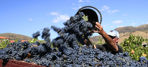 harvestportugal2009_reduit